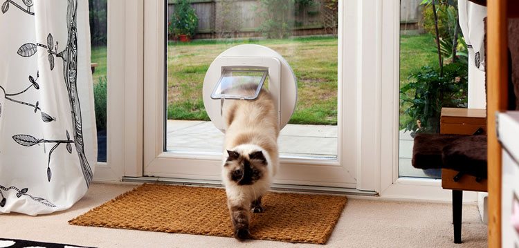 Cat Flap Installer Barnston