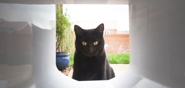 Cat Flap in Brick wall Amotherby